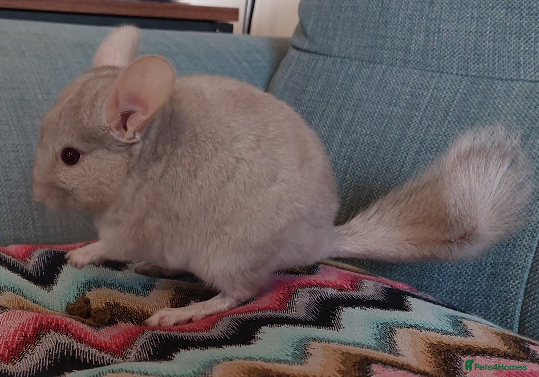 Chinchilla rodents for sale: Chinchilla babies beige boys - Image 3