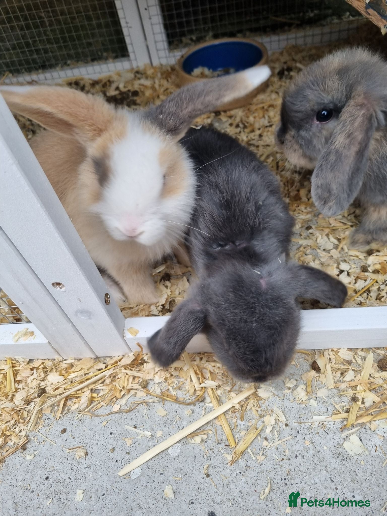 Mini Lop rabbits Stunning, well-handled Mini Lops - Advert 2