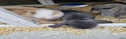 Mini Lop rabbits for sale: Stunning, well-handled Mini Lops in Stanley - Advert 1