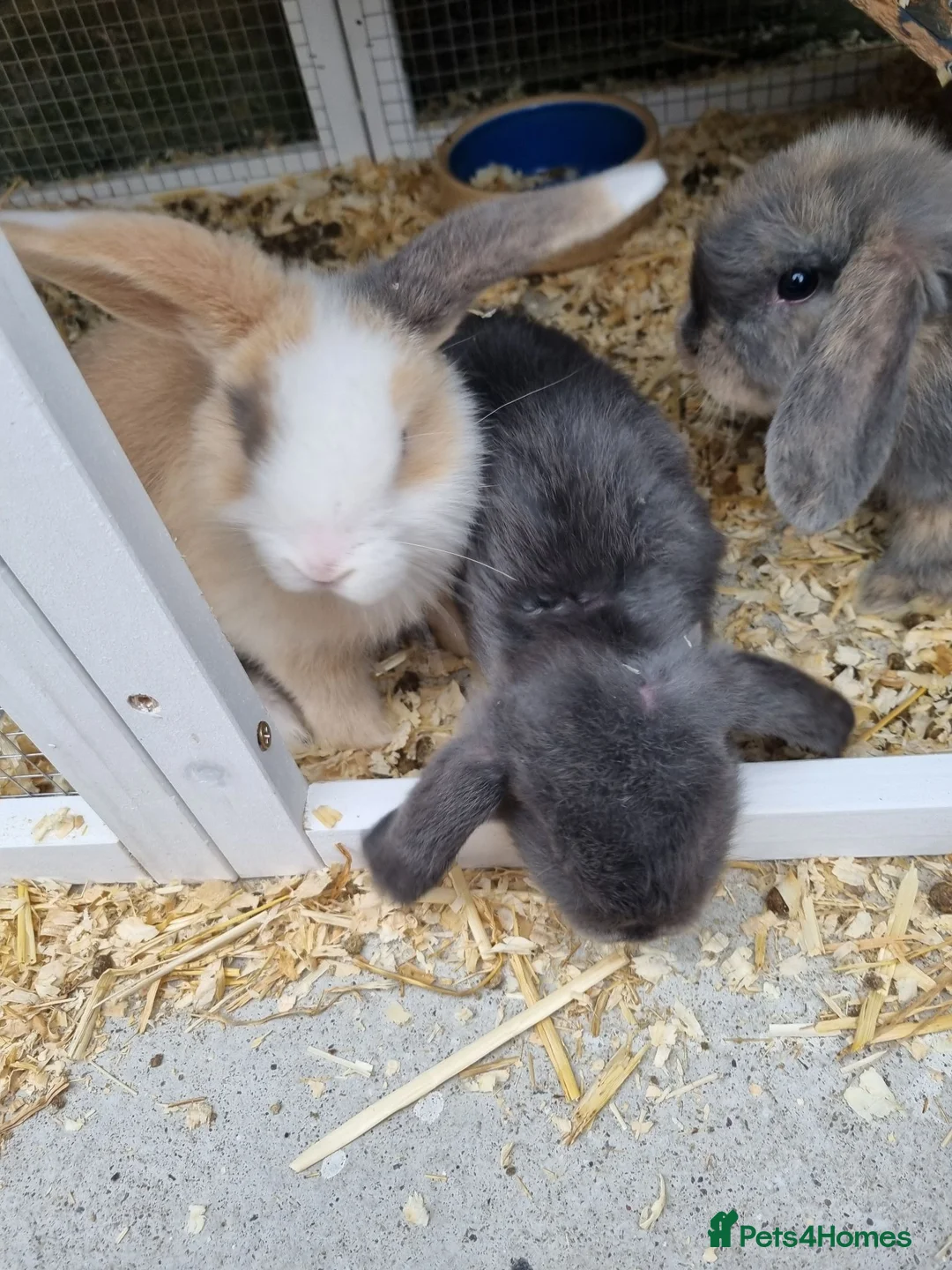 Mini Lop rabbits for sale: Stunning, well-handled Mini Lops in Stanley - Advert 1