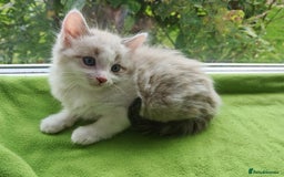 Ragdoll cats for sale: Ragdoll/Siamese Beautifull kitten +chip - Image 1