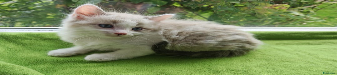 Ragdoll Kitten 2