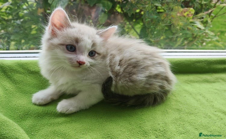 Ragdoll cats - Advert 2