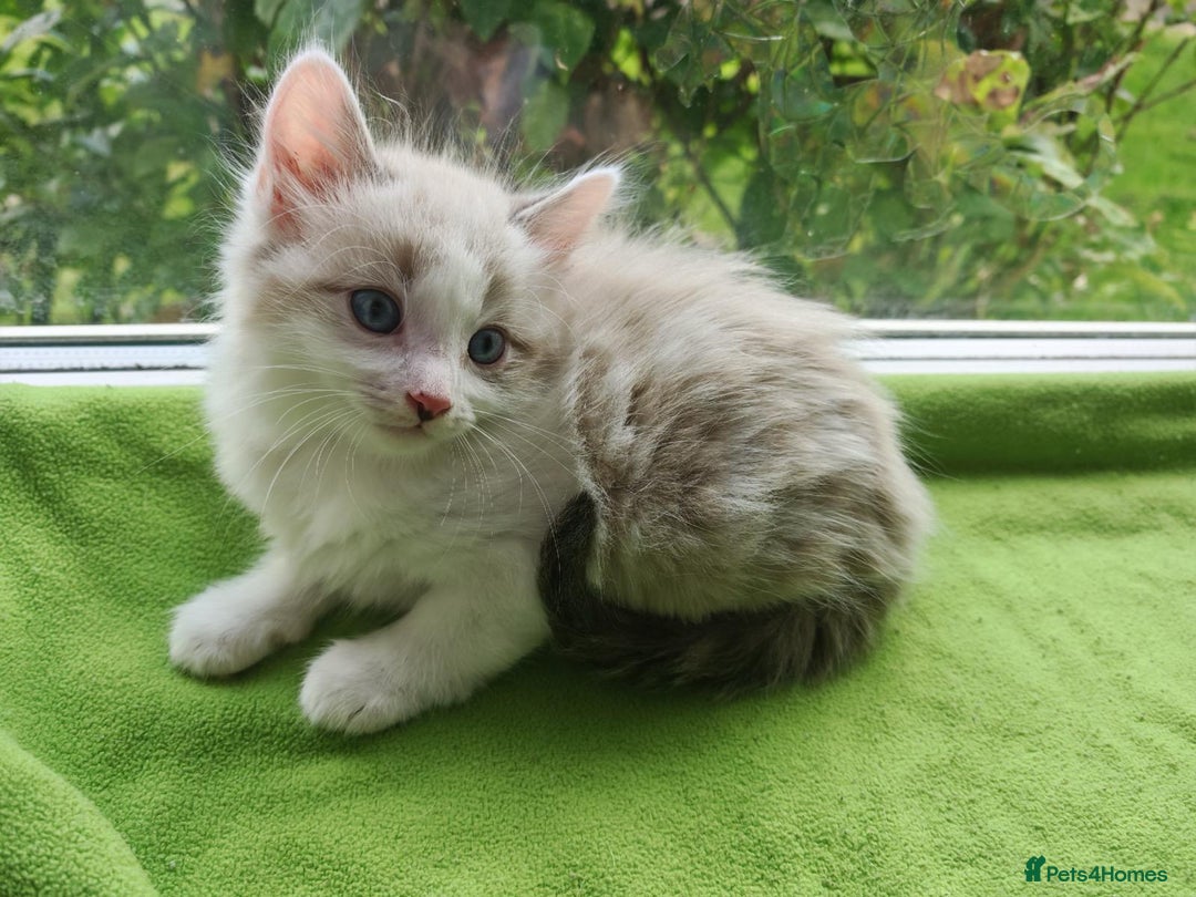 Ragdoll cats for sale: Ragdoll/Siamese Beautifull kitten +chip - Image 1
