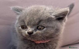 British Shorthair cats for sale: GCCF active mum and daughter blue BSH - Image 13