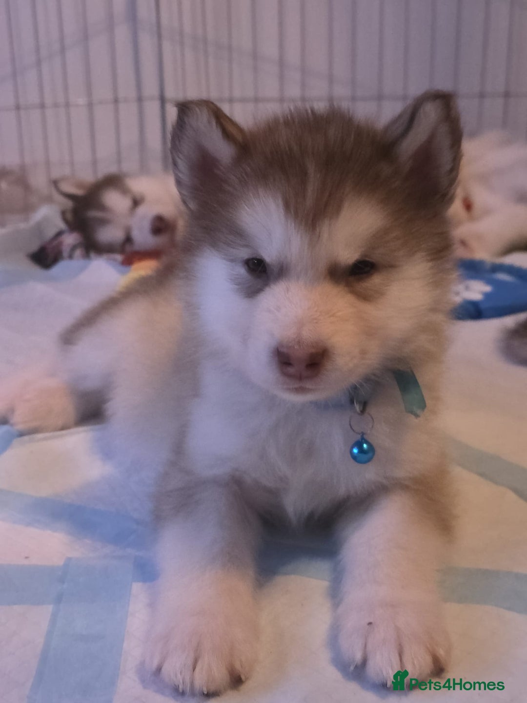 Utonagan dogs for sale: Malamute/Huskies  - Advert 8