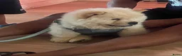 Chow Chow dogs for sale: Beautiful 11 Week Old Male Chow Chow KC Registered - Advert 2