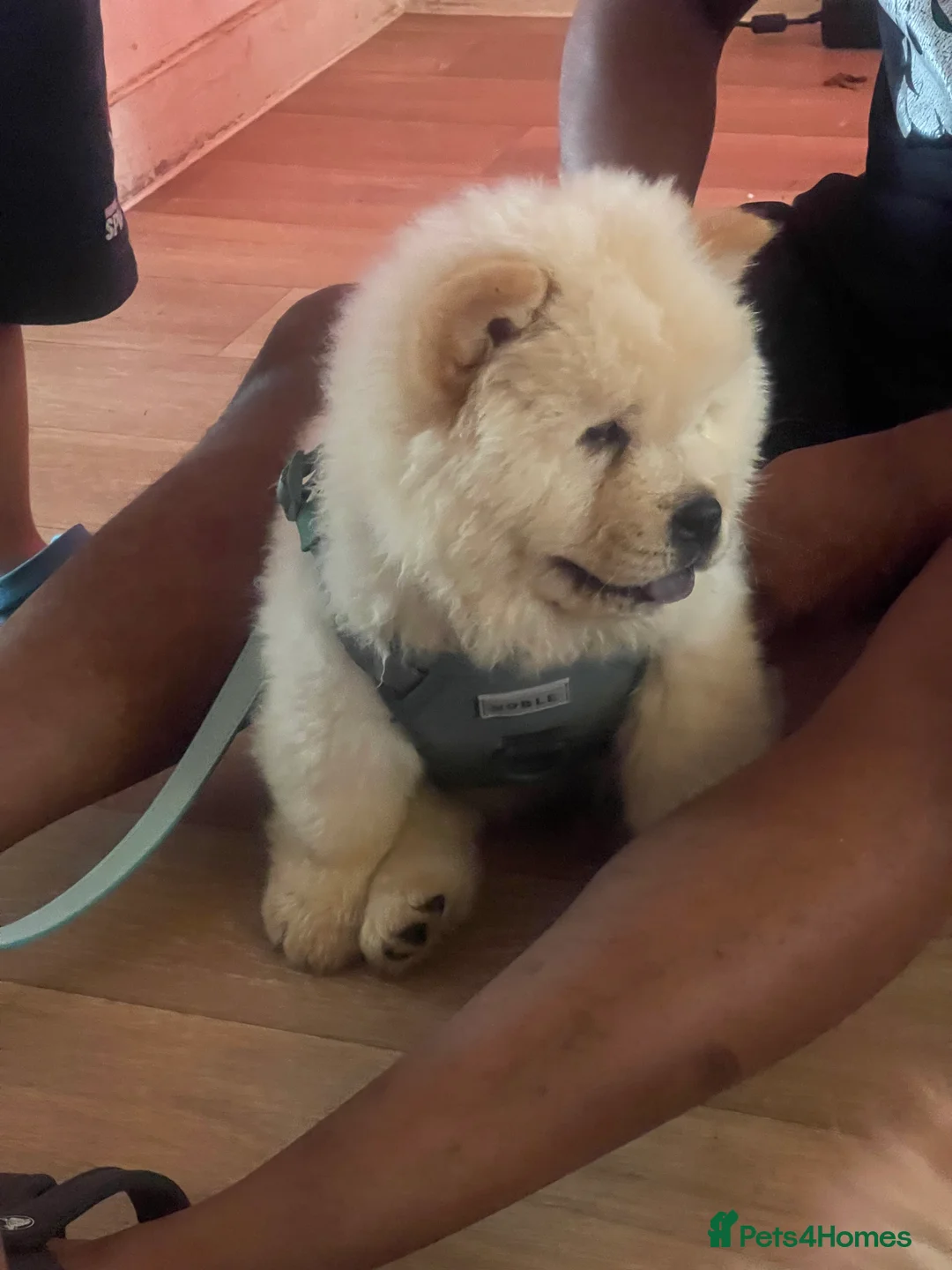 Chow Chow dogs for sale: Beautiful 11 Week Old Male Chow Chow KC Registered - Advert 2