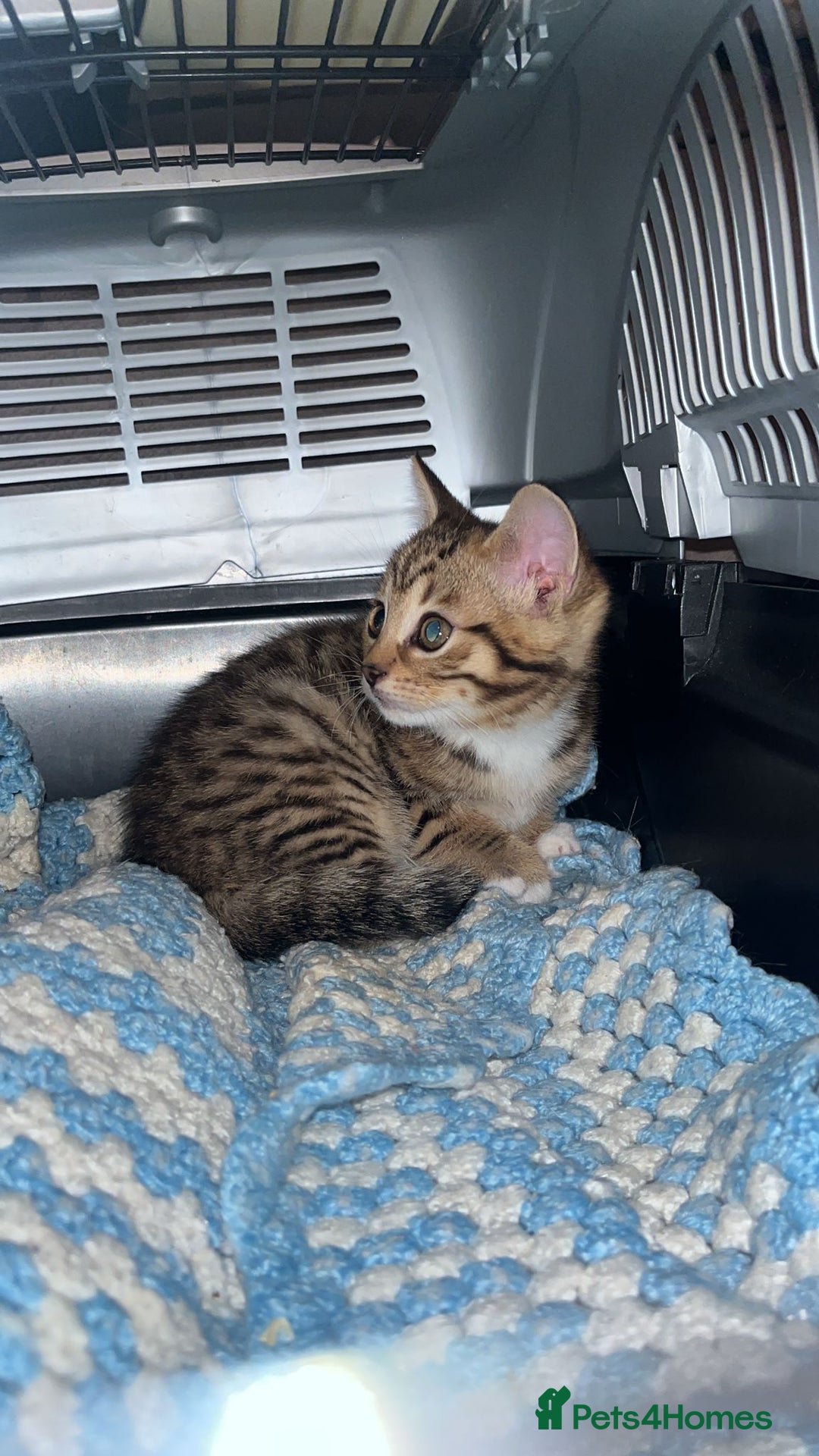 Mixed Breed cats for sale: Mixed bengal  - Advert 4