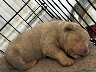American Bully dogs New litter available in 6 weeks read ad - Advert 17