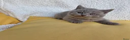 British Shorthair cats for sale: BEAUTIFUL BRITISH SHORTHAIR KITTENS  - Advert 24