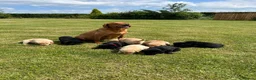 Labrador Retriever dogs for sale: Black Labrador girl kc reg 5th - Advert 2