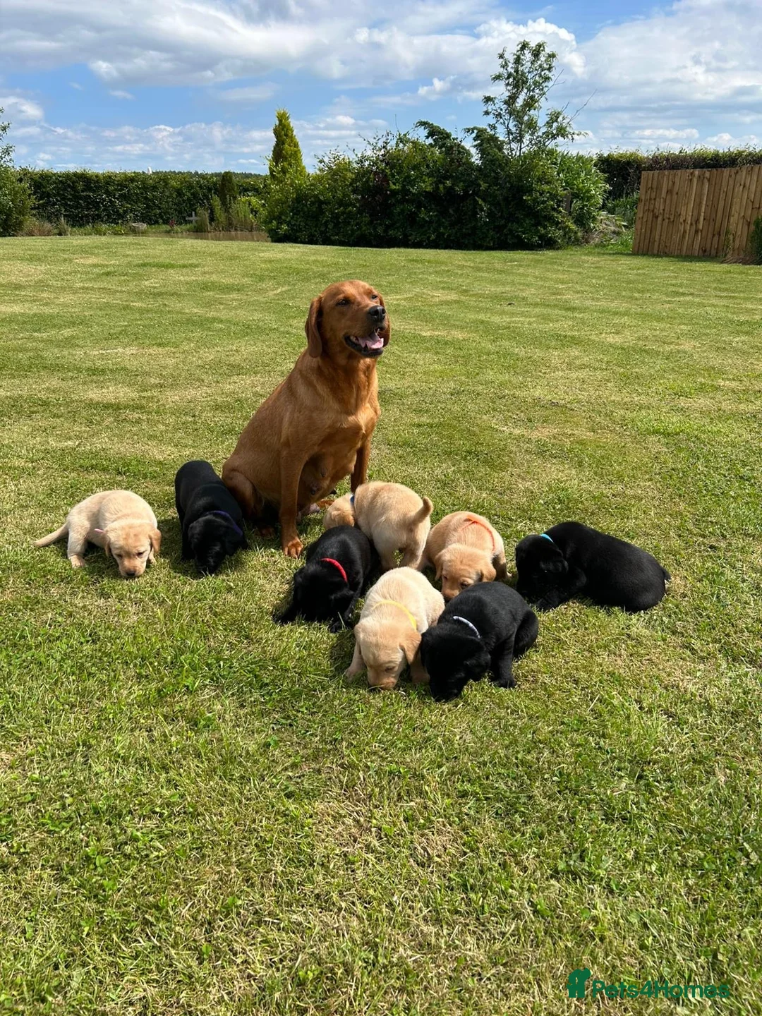 Labrador Retriever dogs for sale: Black Labrador girl kc reg 5th - Advert 2