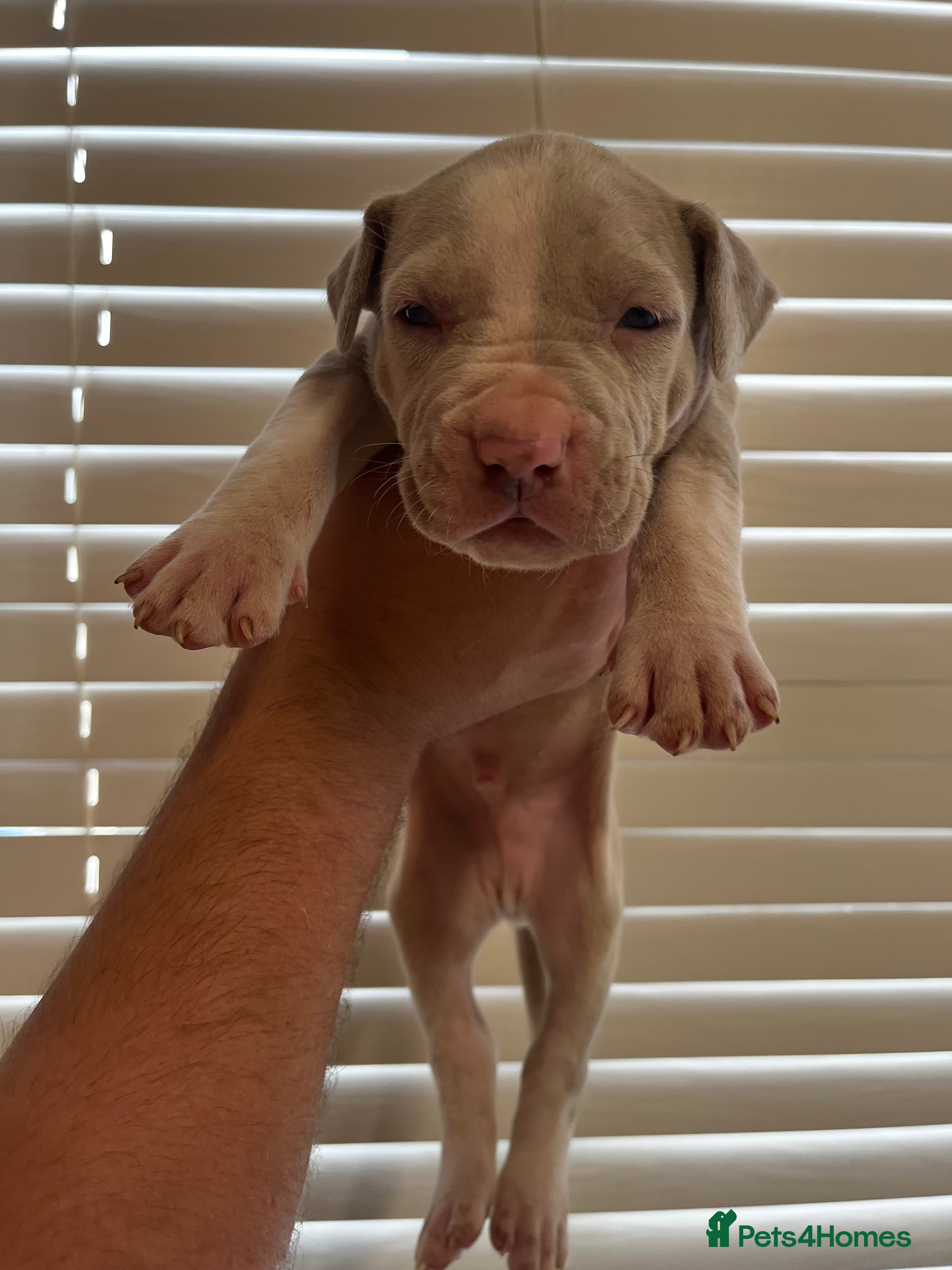Mixed Breed dogs Beautiful bandog puppies  - Advert 2