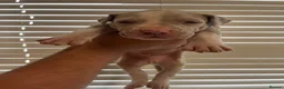 Mixed Breed dogs for sale: Beautiful bandog puppies  - Advert 11