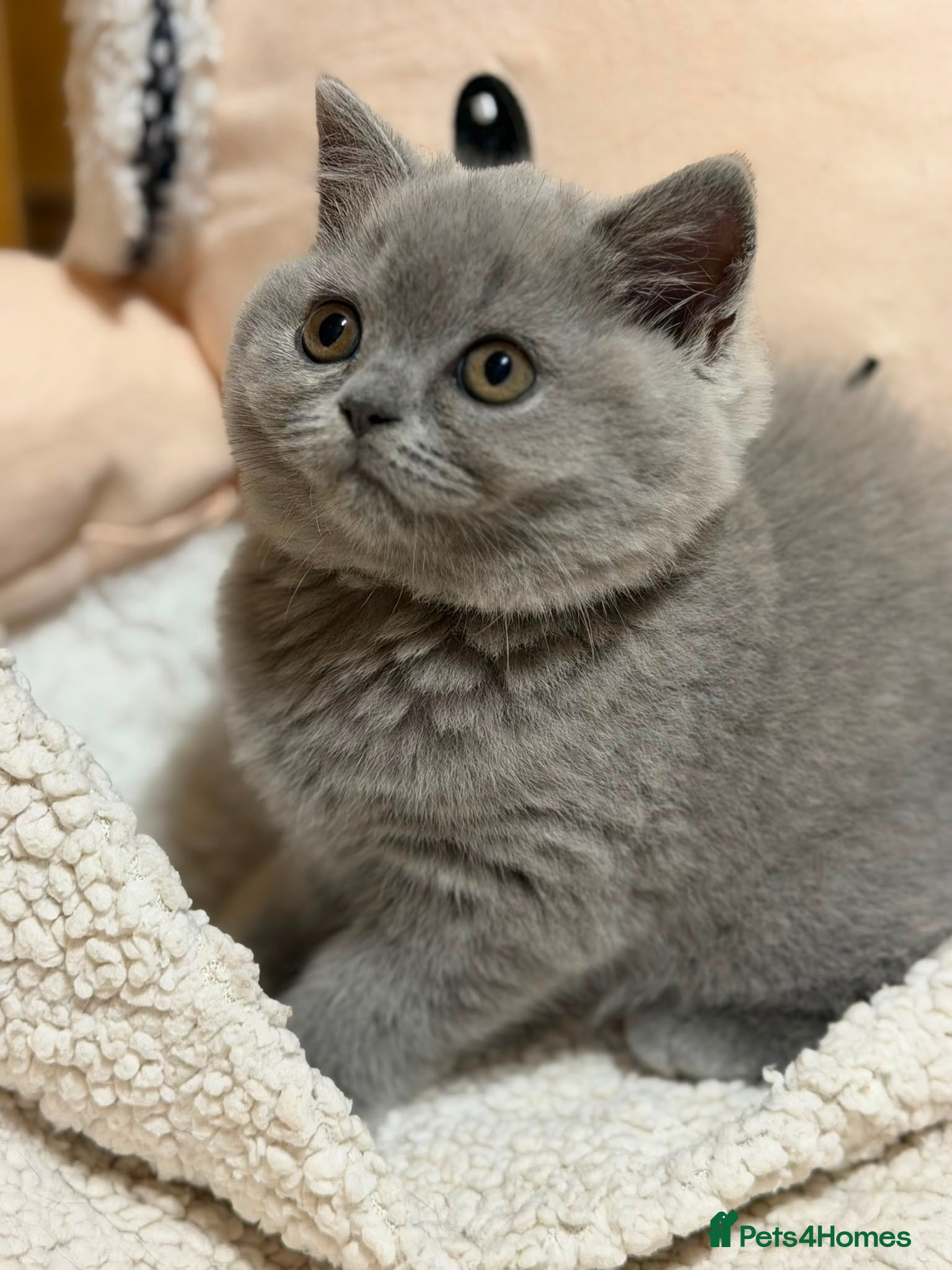British Shorthair cats British shorthair kittens  - Advert 1