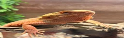 Bearded Dragon reptiles for sale: 2 male bearded dragons  - Advert 1