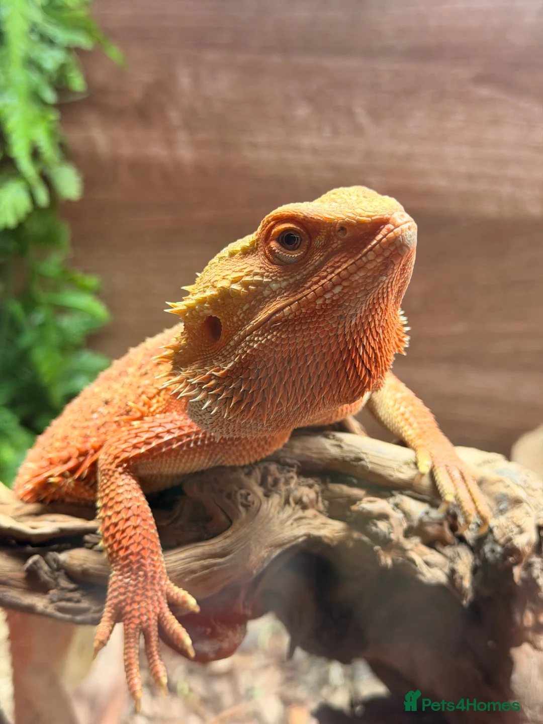 Bearded Dragon reptiles for sale: 2 male bearded dragons  - Advert 1