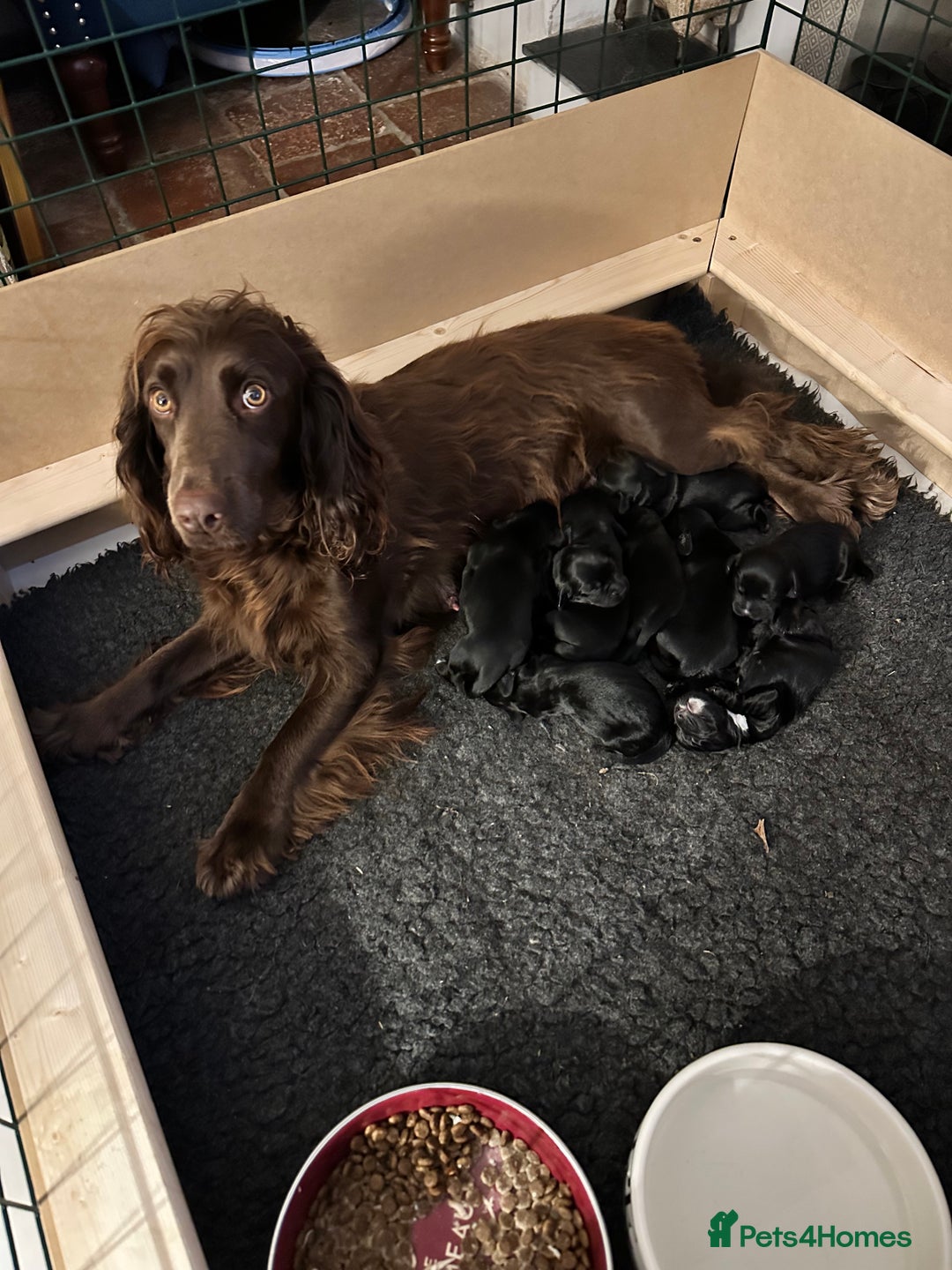 Cocker Spaniel dogs for sale: Cocker Spaniel Puppies looking for the best homes - Image 2