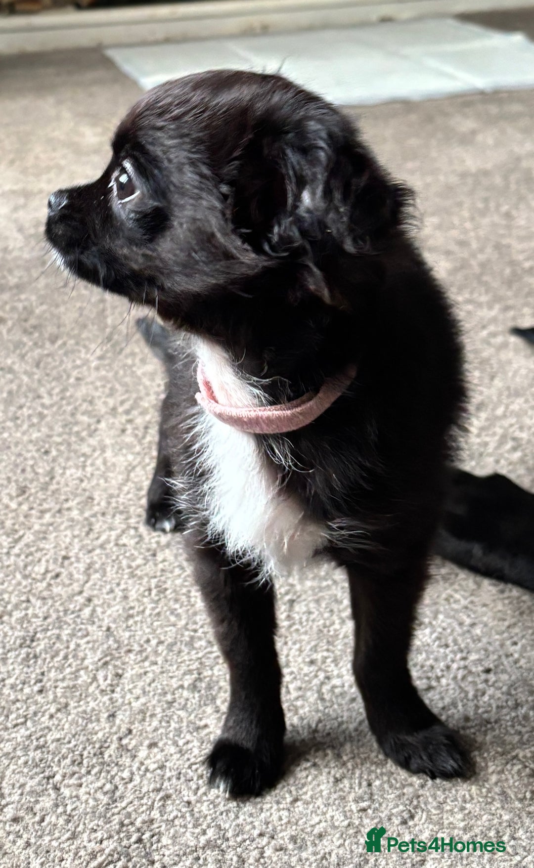 Chihuahua dogs for sale: Long Haired Chihuahua  - Advert 8