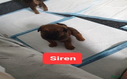 Mixed Breed dogs for sale: Rottweiler Ovcharka puppies in East Kilbride - Image 2