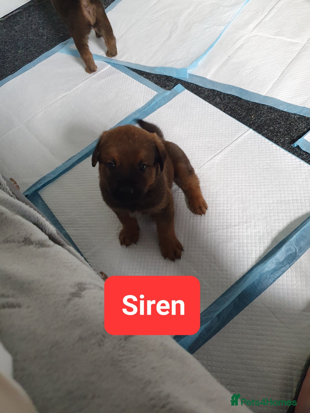 Mixed Breed dogs for sale: Rottweiler Ovcharka puppies in East Kilbride - Image 2