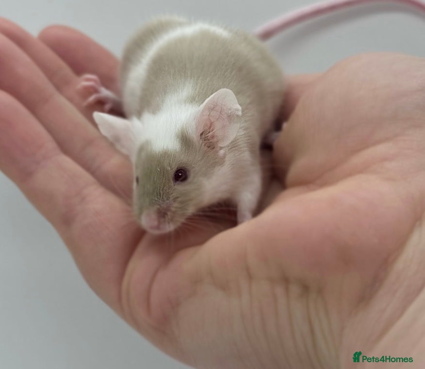 Mouse rodents male baby fancy mice (read description).  - Advert 1