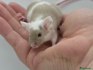 Mouse rodents male baby fancy mice (read description). - Advert 7
