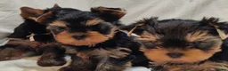 Yorkshire Terrier dogs for sale: Stunning Miniature Yorkshire Terrier Puppies - Advert 6