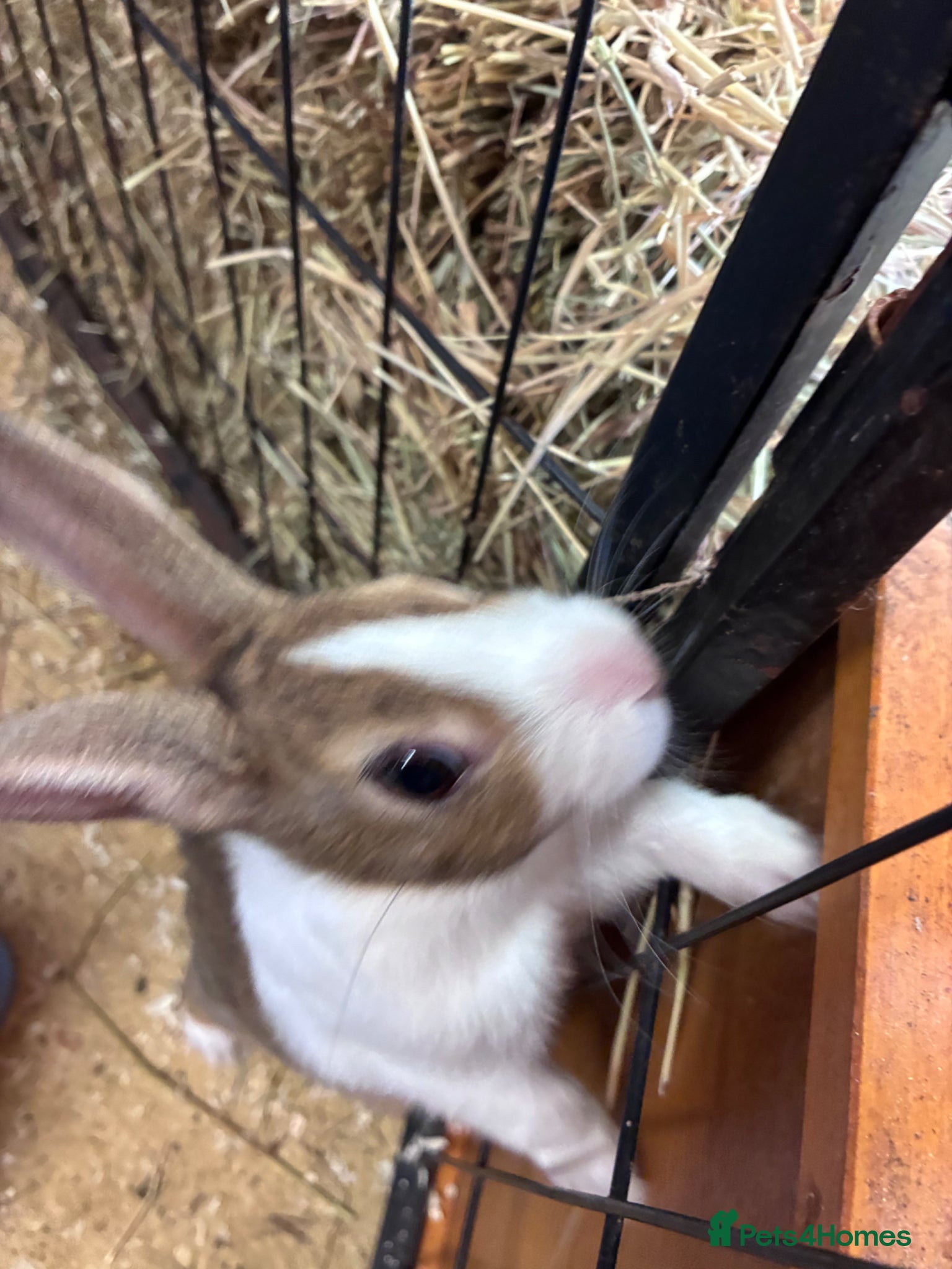 Mixed Breed rabbits for sale: Baby Dutch Rabbits in Ashbourne - Advert 2