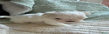 Maltese Puppy 1