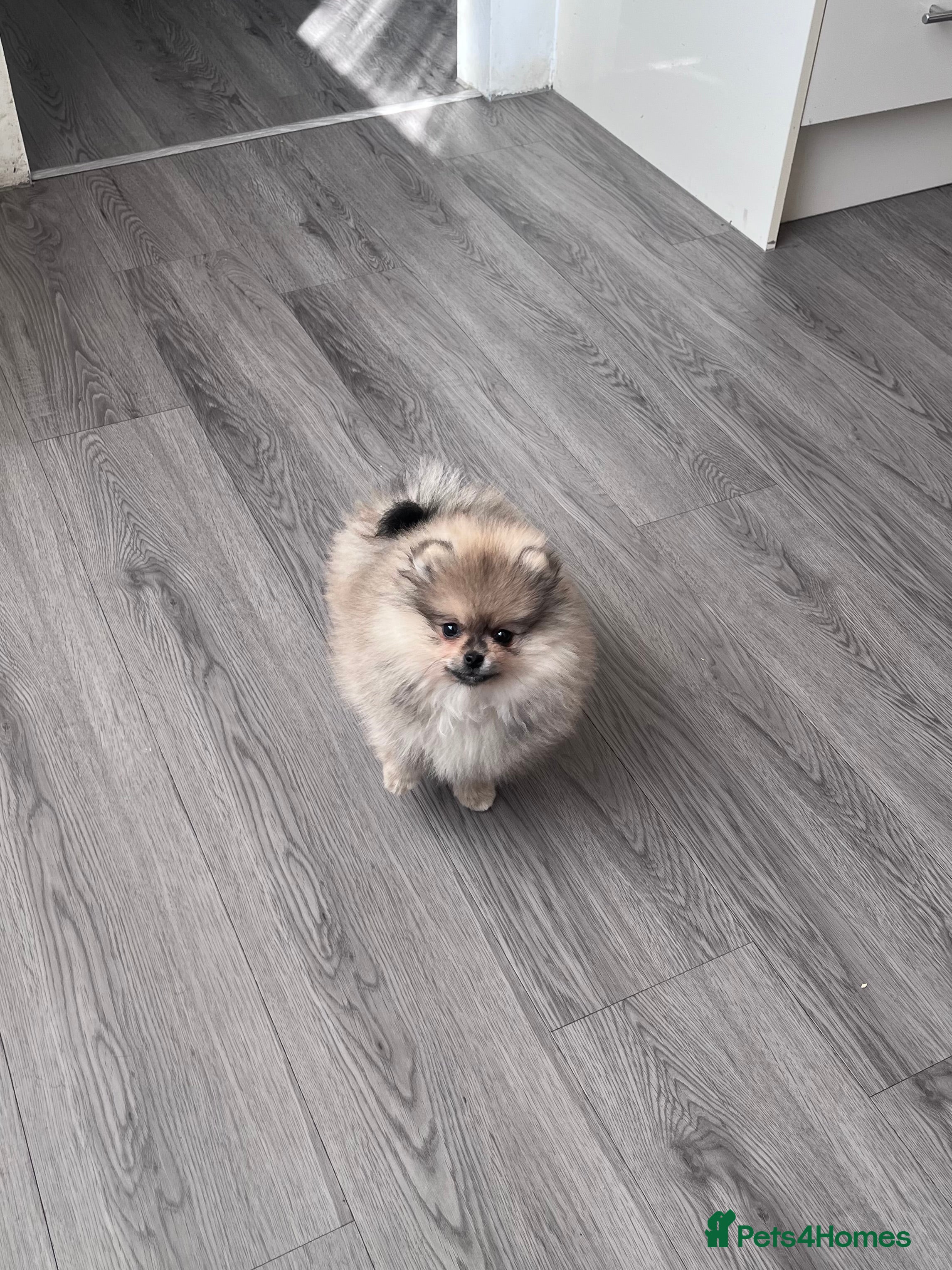 Pomeranian dogs 🐻Teddy Bear Type Girl🏆Top Quality  - Advert 3