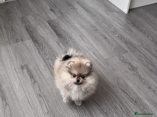 Pomeranian dogs 🐻Teddy Bear Type Girl🏆Top Quality - Advert 3