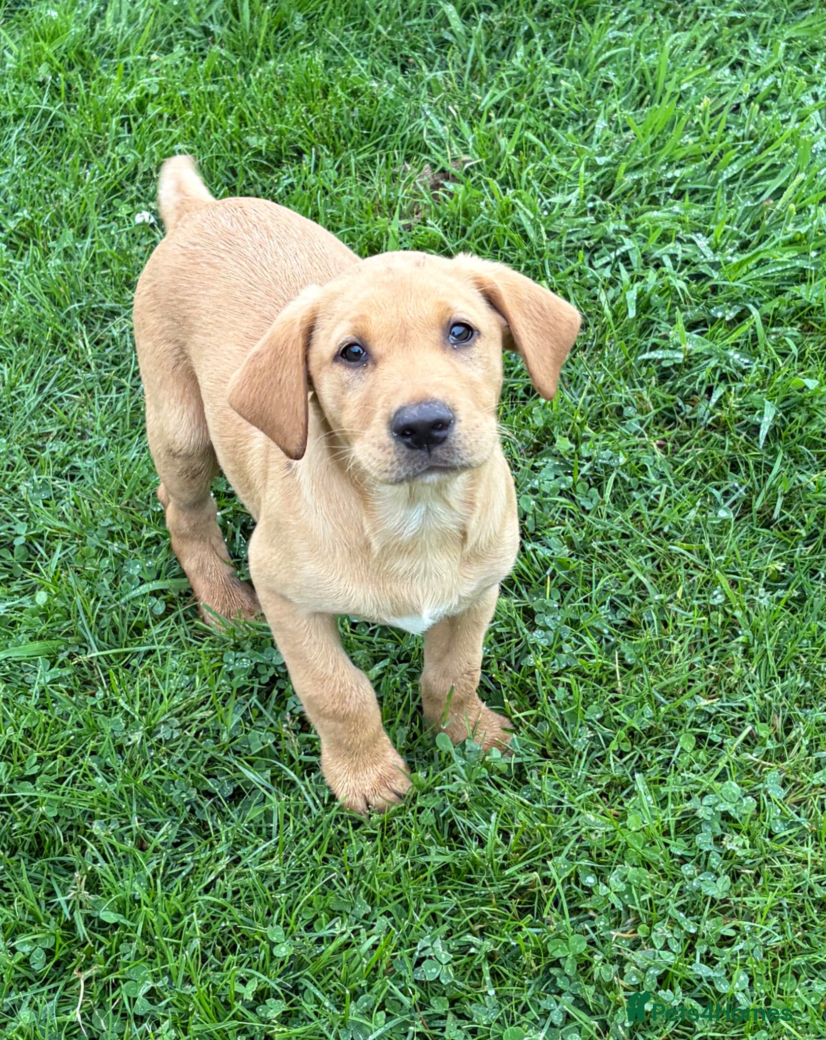 Labrador Retriever dogs 1 male available  - Advert 5