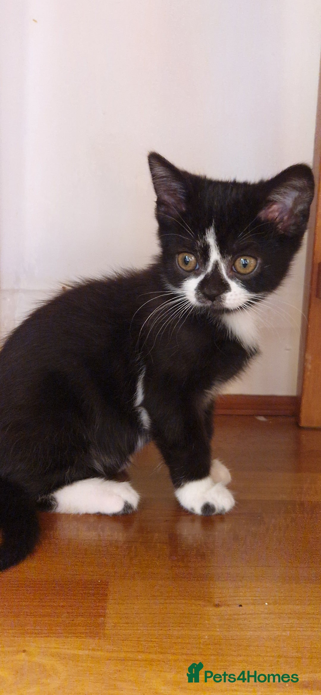 British Shorthair cats for sale: British shorthair mix looking for new home - Advert 13