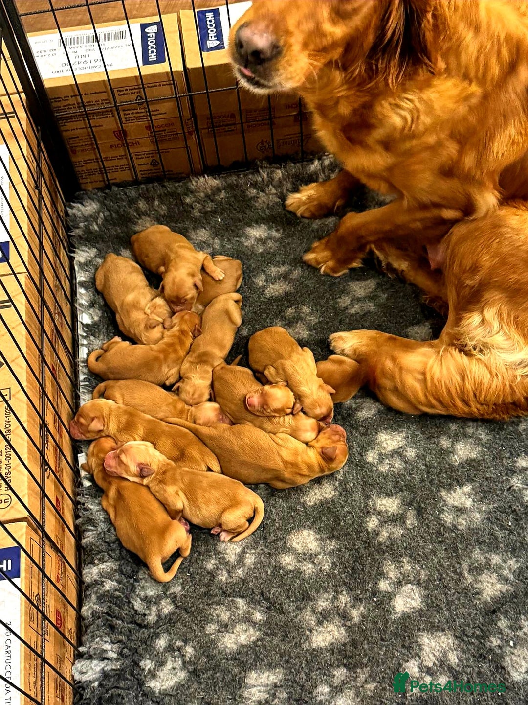 Golden Retriever dogs for sale: ⭐ DARK golden retriever puppies 🐶  - Image 7