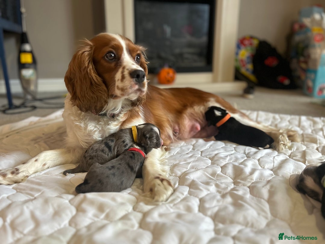 Mixed Breed dogs for sale: Borderlier - Image 11