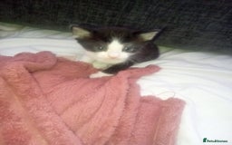 Mixed Breed cats for sale: 3 beautiful kittens looking for new homes  - Image 1