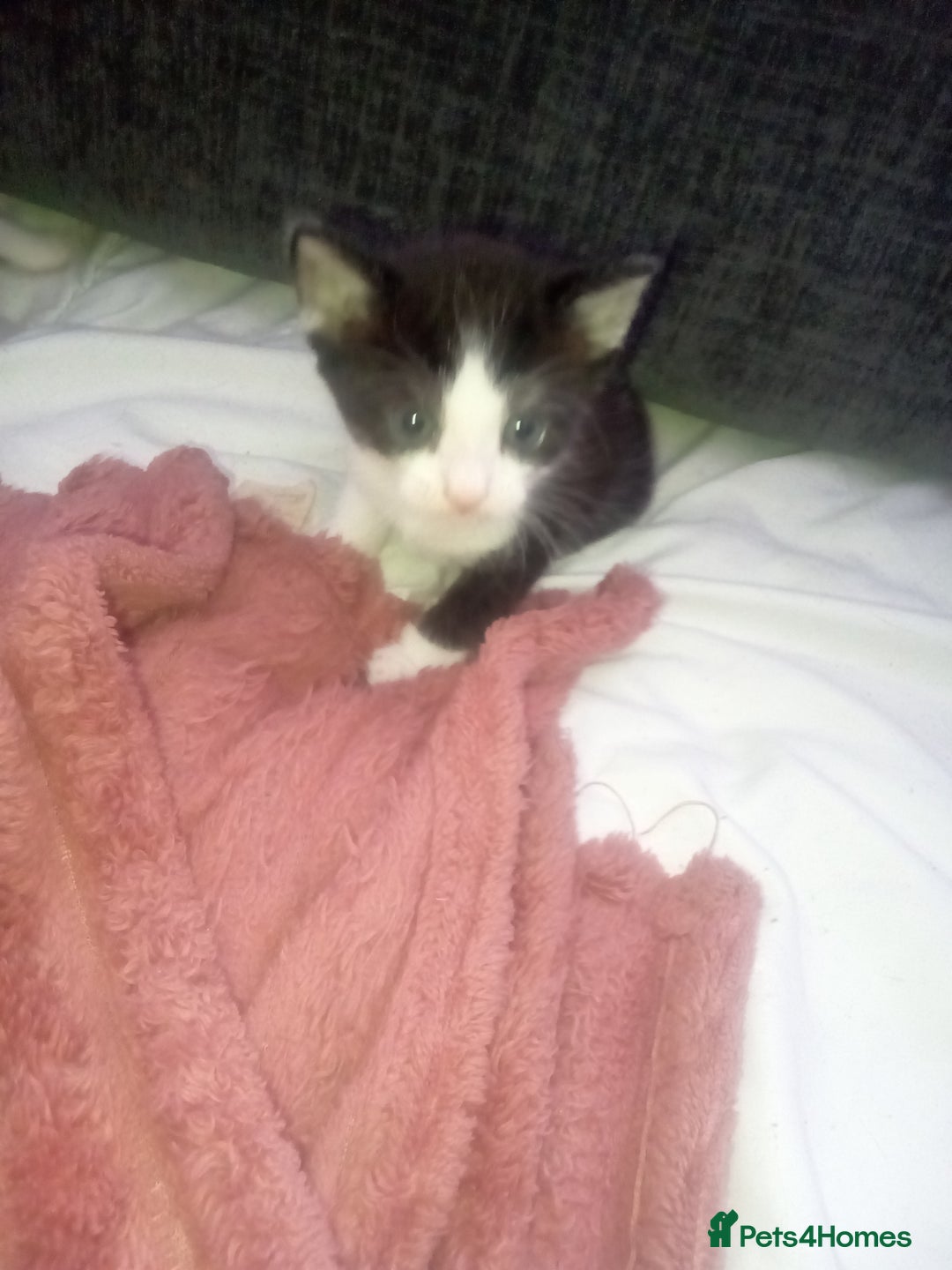 Mixed Breed cats for sale: 3 beautiful kittens looking for new homes  - Image 1