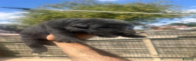 German Shepherd 1