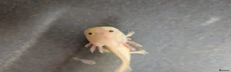 Axolotl reptiles for sale: Baby Axolotl  - Advert 12