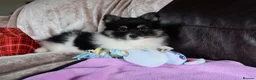 Mixed Breed dogs for sale: Gorgeous Pomeranian × Japanese Spitz Puppies in Falkirk - Advert 32