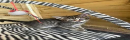 Mixed Breed cats for sale: Lovely kittens - Advert 6