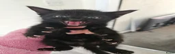 Mixed Breed cats for sale: Kittes  in Pontefract - Advert 2