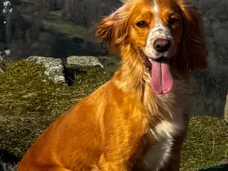 Cocker Spaniel dogs Stunning Working Cocker Spaniel Puppies - Advert 1