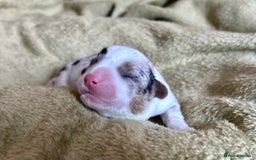 Welsh Corgi Cardigan dogs for sale: Show Quality KC Pedigree Corgi Cardigan Puppies  - Image 35