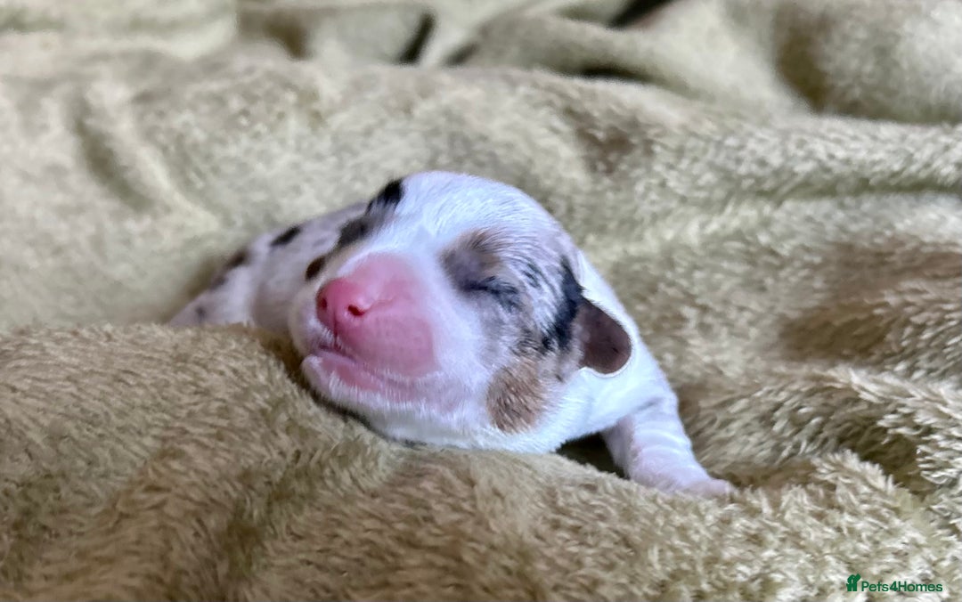 Welsh Corgi Cardigan dogs for sale: Show Quality KC Pedigree Corgi Cardigan Puppies  - Image 35