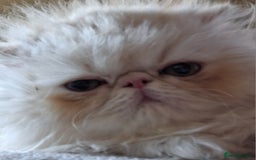 Persian cats for sale: Stunning pure bred persian kittens - Image 4