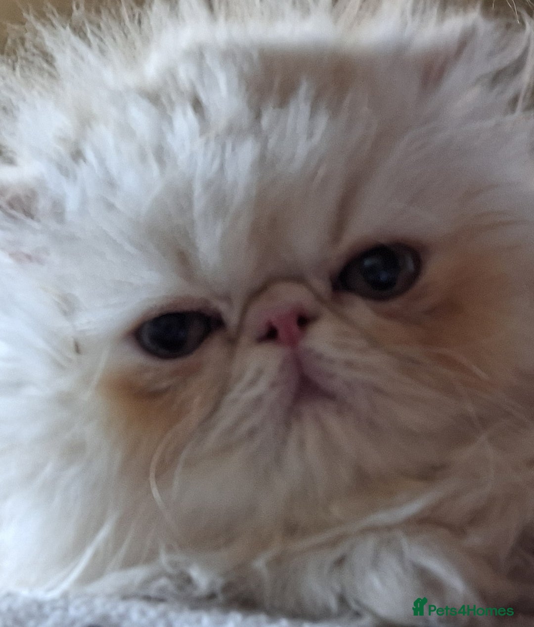 Persian cats for sale: Stunning pure bred persian kittens - Image 4