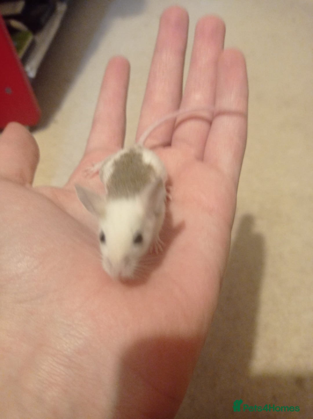 Mouse rodents for sale: Baby African Soft Fur mice - Image 5